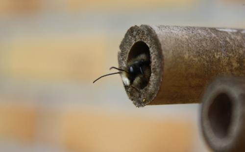 Osmia cornuta